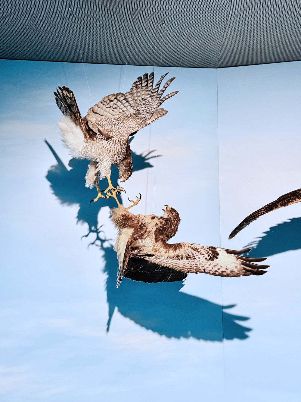 Flight